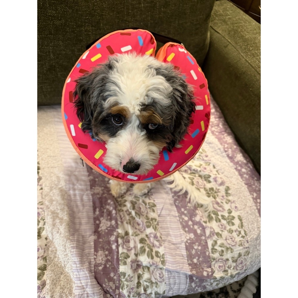 Lot of 2 Dog Surgery/Recovery Suits M + Inflatable Donut Cone Bundle Size Med